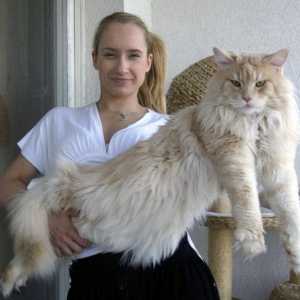 Majestátní a elegantní kočka: mainská mývalí kočka