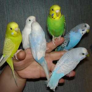 Веселые непоседы волнистые попугаи. Как определить пол?