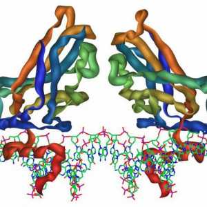 Виды белков, их функции и структура