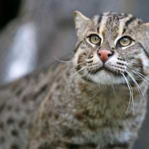 Civet kočka - dravec krotký