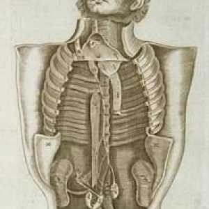 Vnitřních orgánů člověka: struktura a umístění