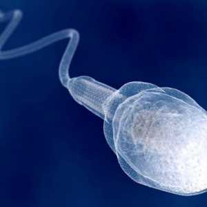 Jak starý objeví spermie u chlapců