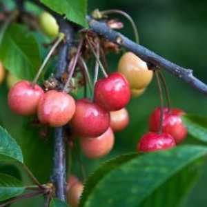 Otázky zahradníci: jak pěstovat višně z kostí