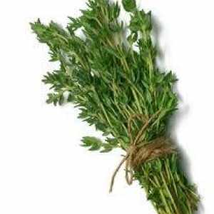 Все о траве чабрец: полезные свойства и противопоказания