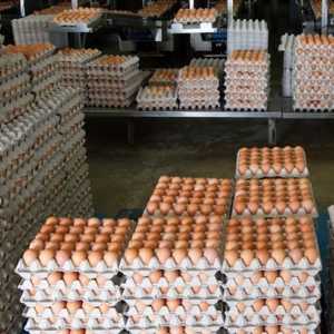 Světový den vajec - dovolenou trochu neobvyklé, ale velmi zajímavé