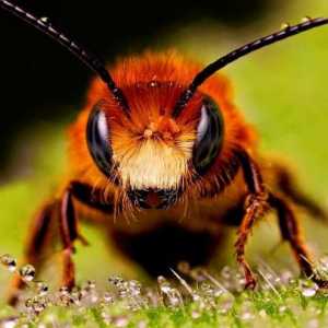 Вы себе не представляете, как пчелы делают мед!
