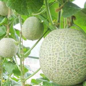 Pěstování meloun ve sklenících z polykarbonátu. Výsadba a péče