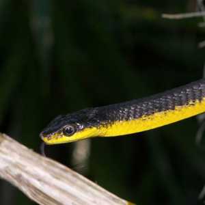 Желтобрюхая змея в доме: советы по обустройству террариума и содержанию