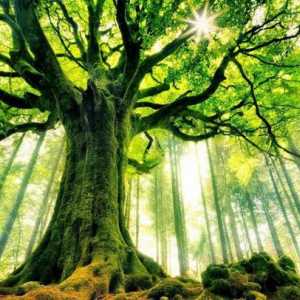 Живые деревья. Значение в природе и жизни человека