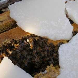 Зимовка пчел на воле: под снегом, без утепления
