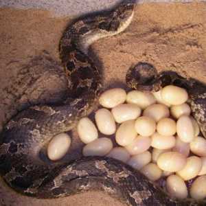 Змеиные яйца: немного общей информации