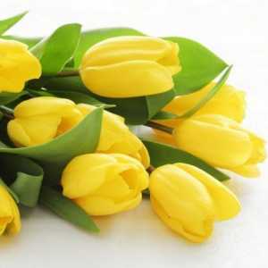 Hodnota žlutých tulipánů a kterým dávají
