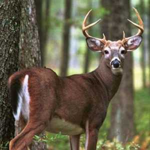 Slavné „lesní jelen“, nebo panter proměnil v pohledného rohatý