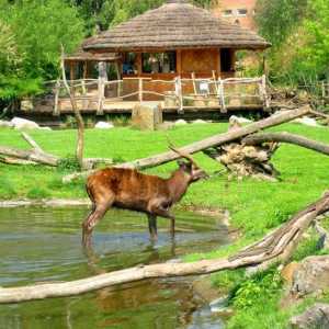 Zoo Praha - nejlepší místo pro rodinnou dovolenou